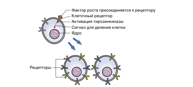 Рис. 3.5. Механизм передачи сигнала эпидермального фактора роста на ядро клетки